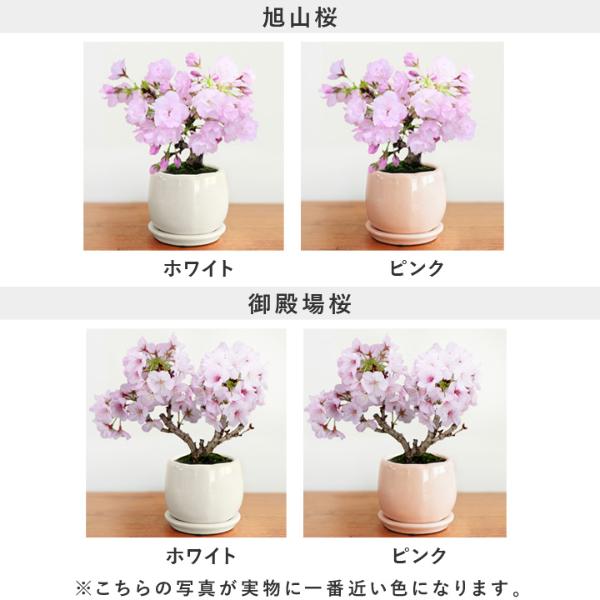 リビング盆栽 旭山桜 御殿場桜【送料無料】 ｜ アンジェ web shop（本店）