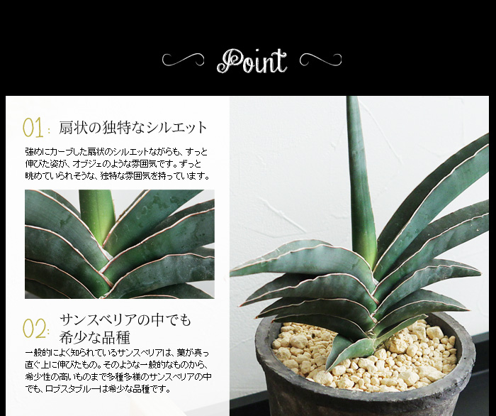 サンスベリア ロブスタブルー 観葉植物 ビザールプランツ 珍奇植物 アンジェ Web Shop 本店