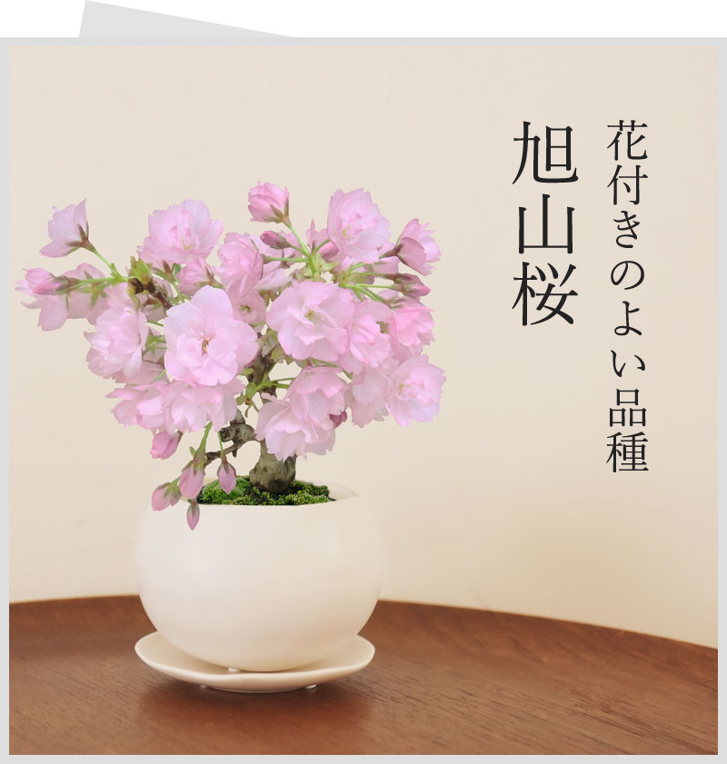 リビング盆栽 旭山桜 御殿場桜【送料無料】 ｜ アンジェ web shop（本店）